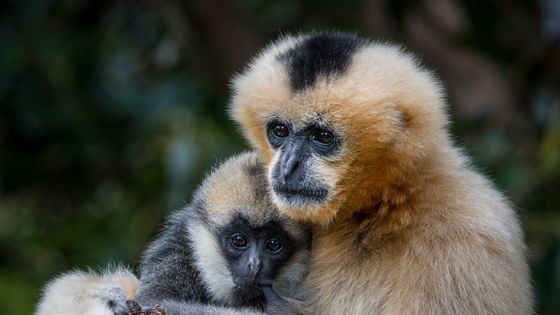 Une femelle Gibbon à favoris blancs du Nord, et son petit (Zoo d'Adelaïde, Australie) ©Getty - Doug Gimesy