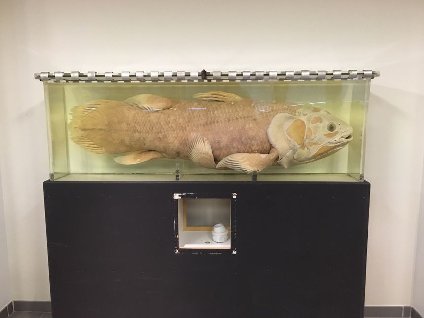 Coelacanthe, collection de zoologie de Sorbonne Université