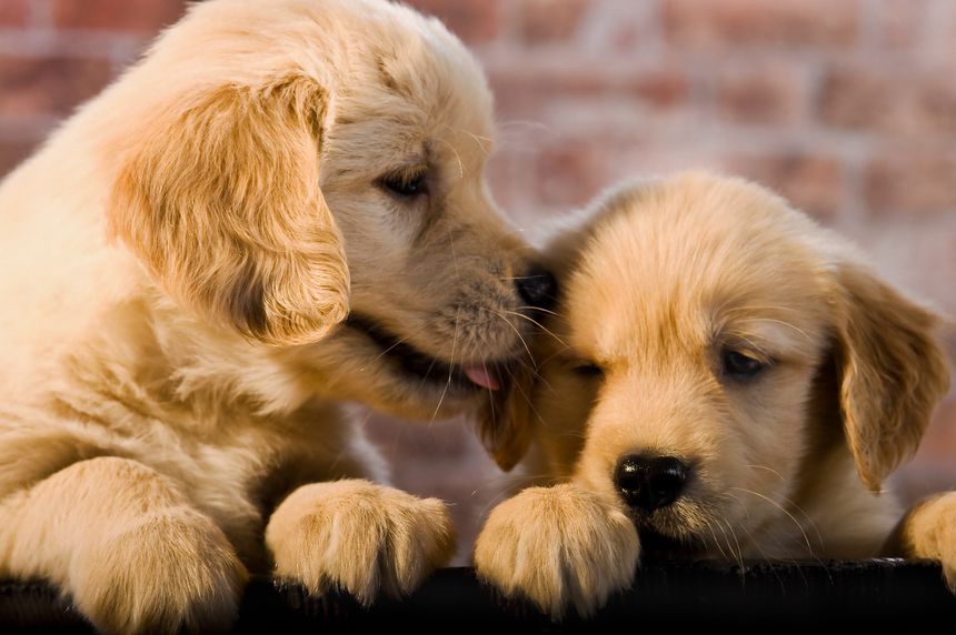 L'éducation des chiens