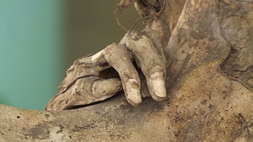 Détail de dos de la momie péruvienne de l’intermédiaire récent (1100-1450).