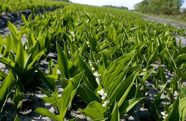 Muguet