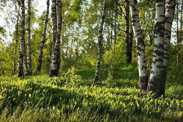 Cueillette de muguet