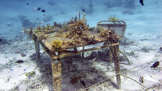 Premier prototype de mobilier en accrétion minérale – M.A.F. Un an après sa mise à l’eau au large de l’île de Gili Trawangan en Indonésie - Foued Kaddachi, 2013