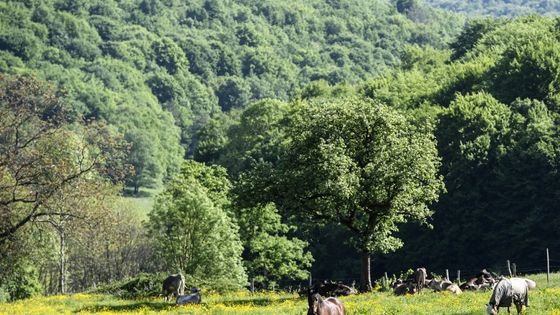 Forêt de Châtillon-sur-seine ©AFP - PHILIPPE DESMAZES