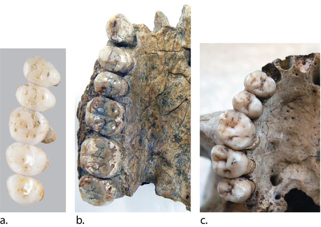 Comparaison des dents: de gauche à droite, Homo Luzonensis, Homo Erectus et Homo Sapiens