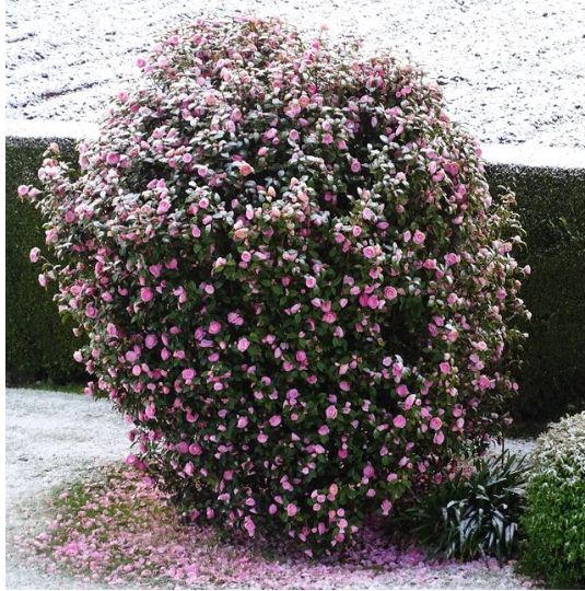 Neige dans le jardin d'Isabelle à Plougras