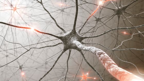 Le cerveau humain peut-il fabriquer de nouveaux neurones tout au long de sa vie ? ©Getty - Science Photo Library - KTSDESIGN