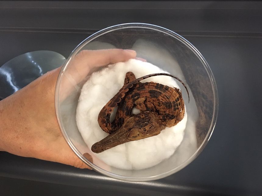 Crocodile, collection de zoologie de Sorbonne Université
