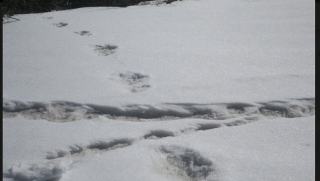 Le Yeti Existerait Bien Selon L Armee Indienne Qui Dit Avoir Des Preuves
