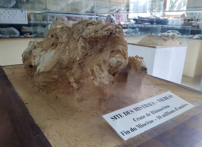 Tête de rhinocéros de... Valréas !