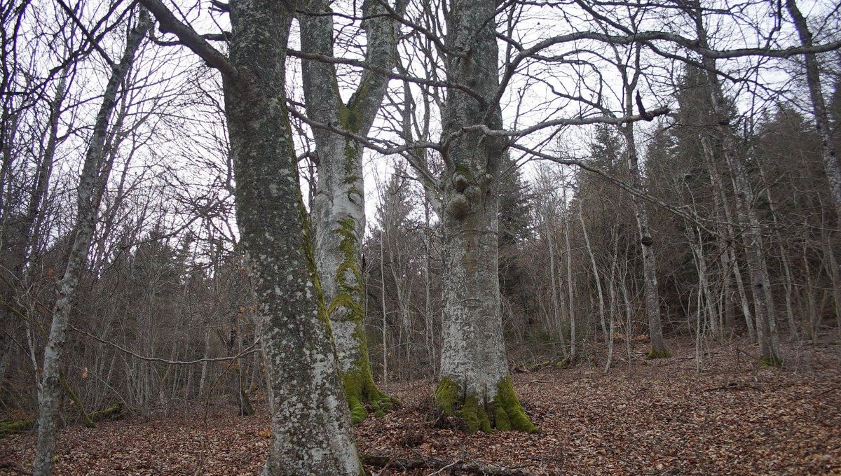 prostituée lannemezan