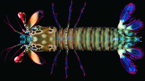 Odontodactylus scyllarus. - © MNHN - Tin-Yam Chan
