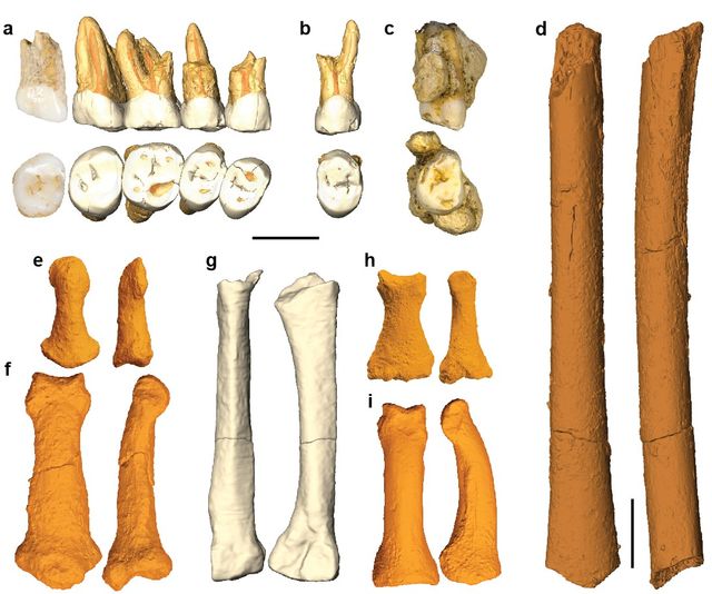 Les 13 restes fossiles d'Homo Luzonensis mis au jour