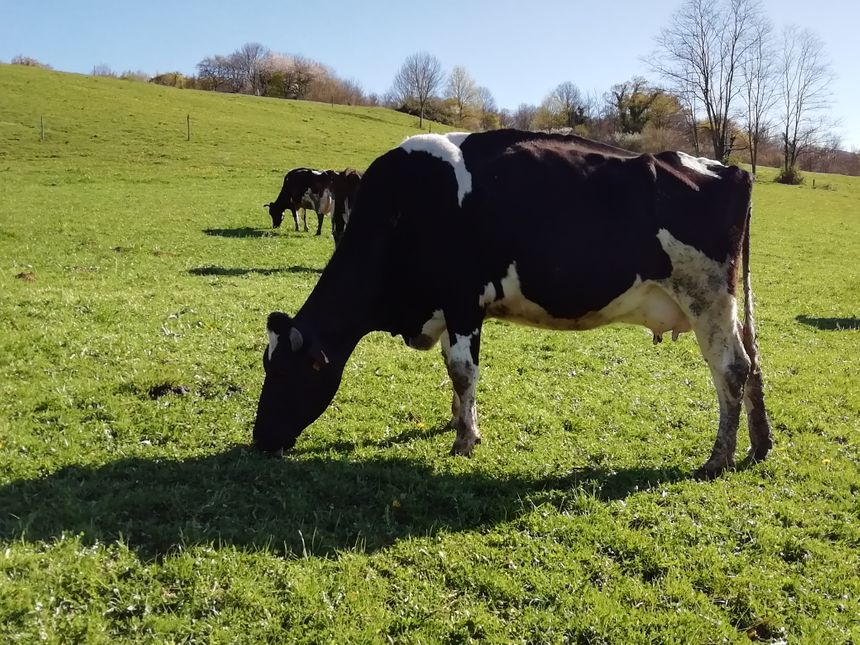 Vache laitière
