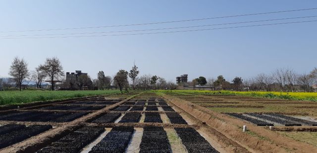 Une pépinière à Haripur