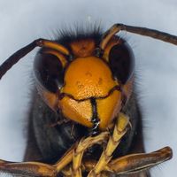 Moustique tigre, frelon asiatique… : pas de ça chez nous ?