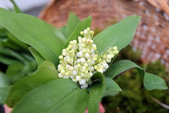 Muguet des Yvelines