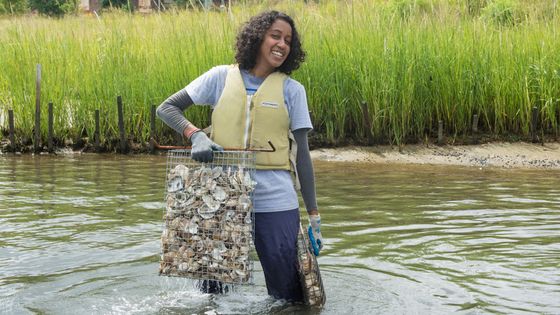 Des huitres pour dépolluer le port de New York - Agata Poniatowski.