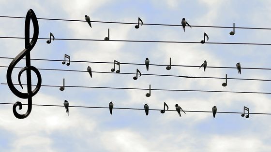 Guillaume Tion évoque les liens entre la musique et les oiseaux, ces petits amis chantants qui ont inspiré tant de compositeurs. - Pixabay