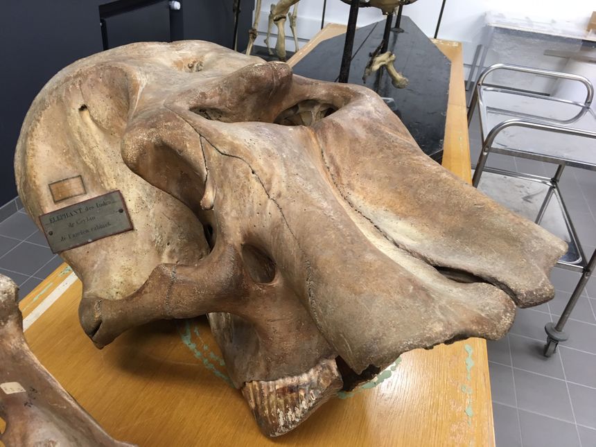 Crâne d'éléphant, collection de zoologie de Sorbonne Université
