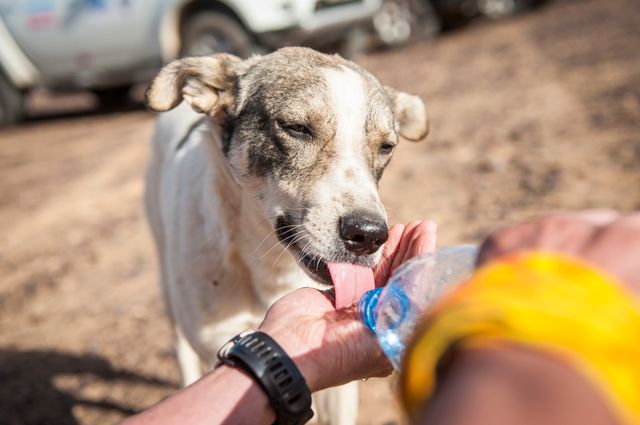 Un chien qui est maintenant de quoi manger et boire...