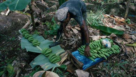 Travail d’un ouvrier dans une plantation de bananes aux Antilles ©Getty - Eye Ubiquitous/UIG via