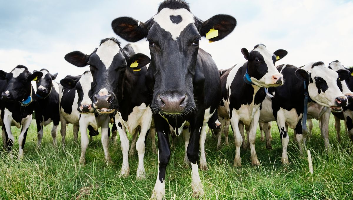 Attention A L Arnaque Aux Faux Troupeaux De Vaches Attention A L Arnaque Aux Faux Troupeaux De Vaches