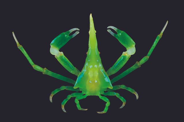 Simocarcinus