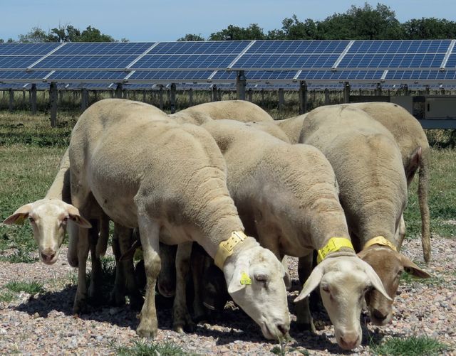 Parc photovoltaïque du Soler (66) d'Arkolia Energies