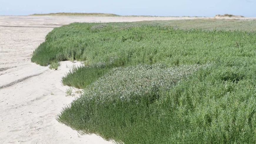 Des salicornes dans leur habitat naturel dans la Manche.