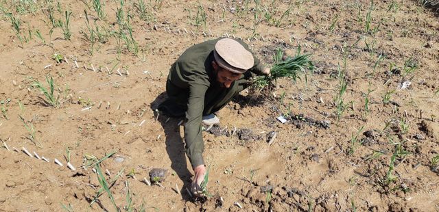 Muhammad Yaqoob, un ouvrier agricole, arrache les mauvaises herbes