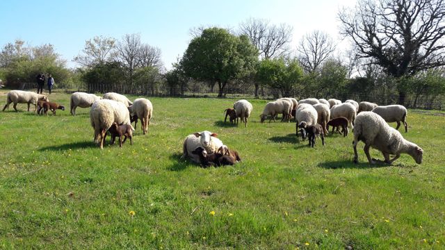 Grâce aux brebis qui les pâturent, ces pelouses sèches du Quercy abritent des espèces rares comme le lézard ocelé ou le papillon azuré du serpolet.