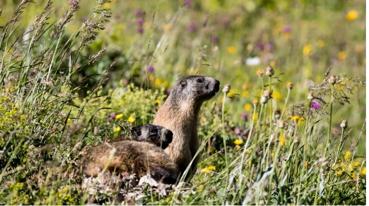 Marmottes au printemps