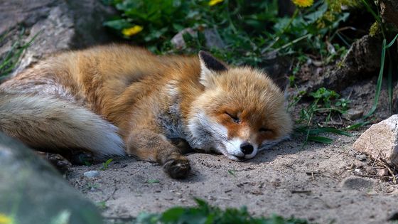 Renard roux - VanVangelis / Pixabay
