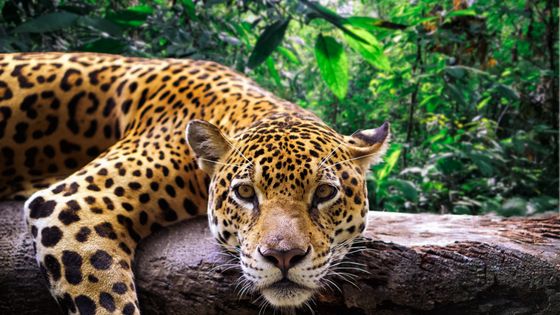 Un jaguar dans la jungle péruvienne ©Getty