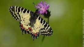 La diane un papillon à observer près de l'étang salé de Courthezon