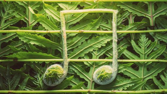 Enregistrer le son des plantes ©Getty - shaunl