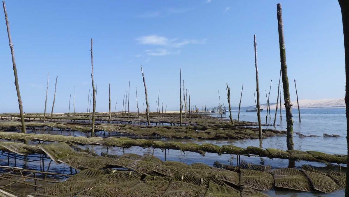 Voyage En Ostreiculture A La Maison De L Huitre De La Larve Au Naissain Jusqu A La Bourriche Chez Le Poissonnier