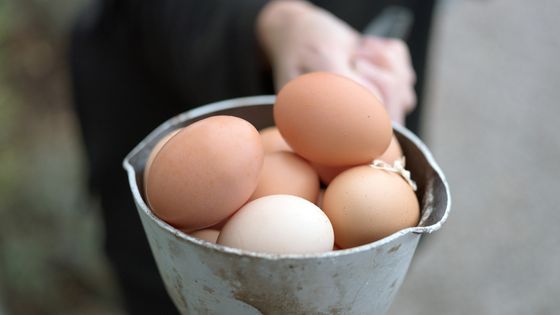 Des oeufs frais à Field Broughton (Angleterre) ©Getty - Tessa Bunne