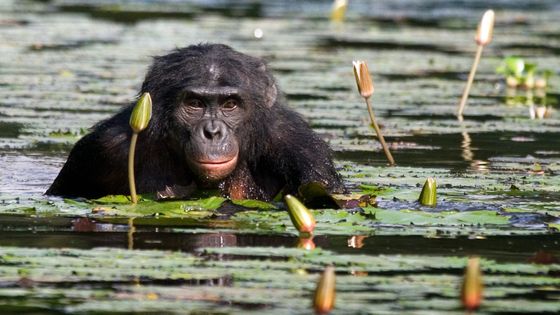 Un bonobo au Congo ©Maxppp - Andrey Gudkov/Media Drum World