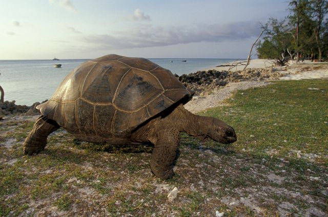 L'atoll d'Aldabra est la principale terre d’accueil pour les tortues géantes des Seychelles.