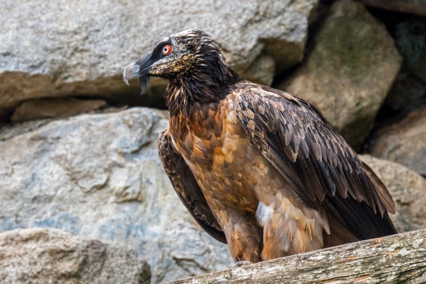 Un gypaète barbu perché dans une falaise 