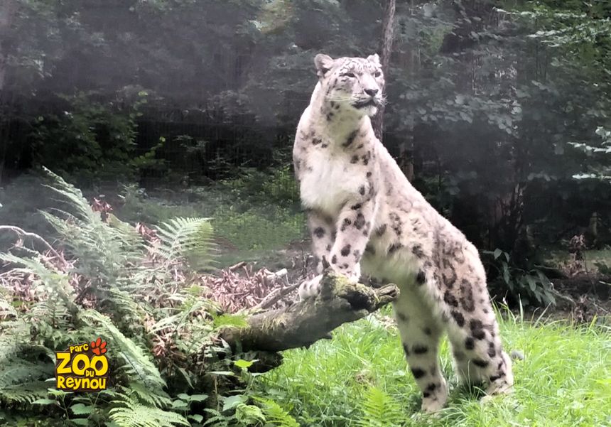 100 hectares, 600 animaux et 130 espèces.