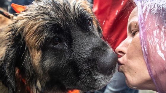 Une femme embrasse un chien lors d'un défilé de costumes de chien dans le parc Krasnogvardeiskiye Prudy de Moscou (2018) ©Getty - Sergei Bobylev / TASS