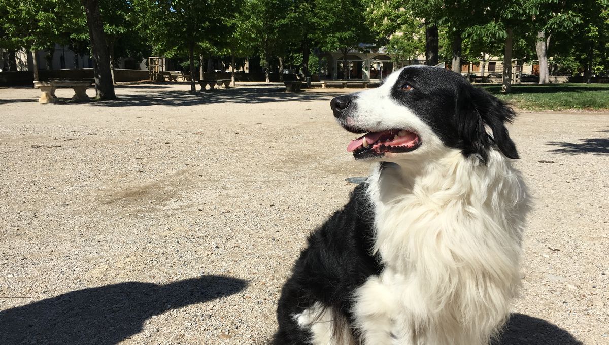Adopter Un Chien Permet De Réduire De 36 Les Risques De