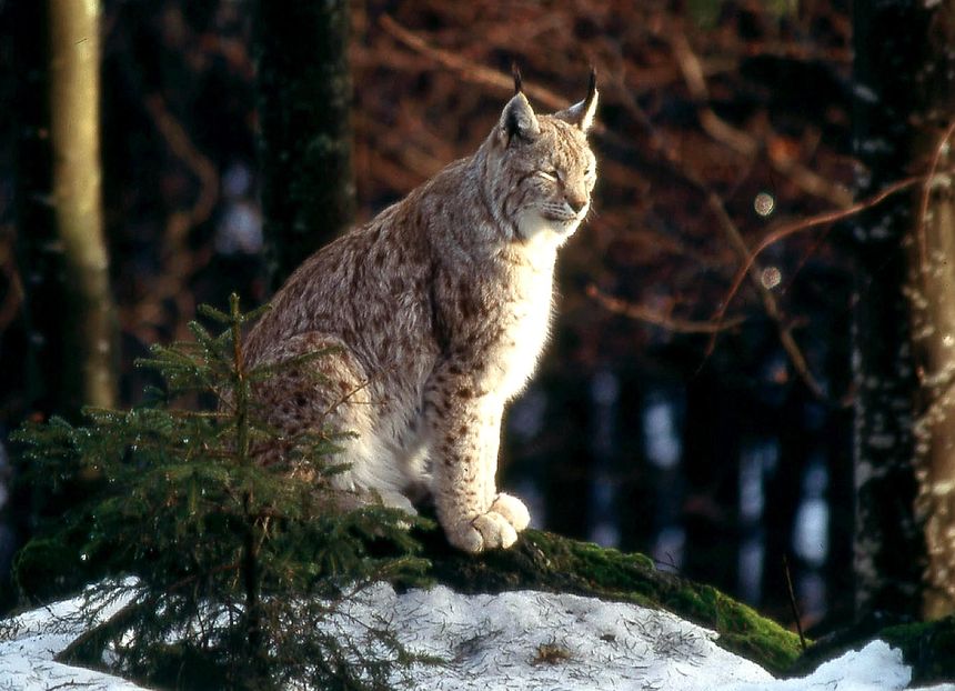 Un lynx boréal dans la forêt du massif vosgien, le 08 janvier 2004. Un peu plus de 20 ans après sa réintroduction dans le massif vosgien , le lynx "reste vulnérable" et est toujours "menacé".