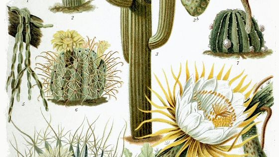 Cactaceae - G. Mütrel