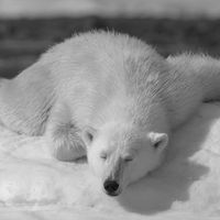 Ours polaire en arctique