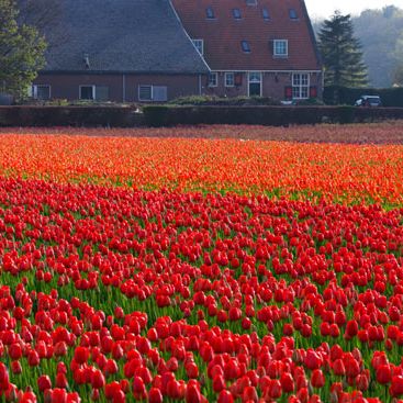 Champ de tulipes aux Pays-Bas