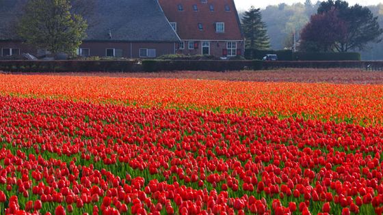 Champ de tulipes aux Pays-Bas - Libre droit via Public Domain Pictures